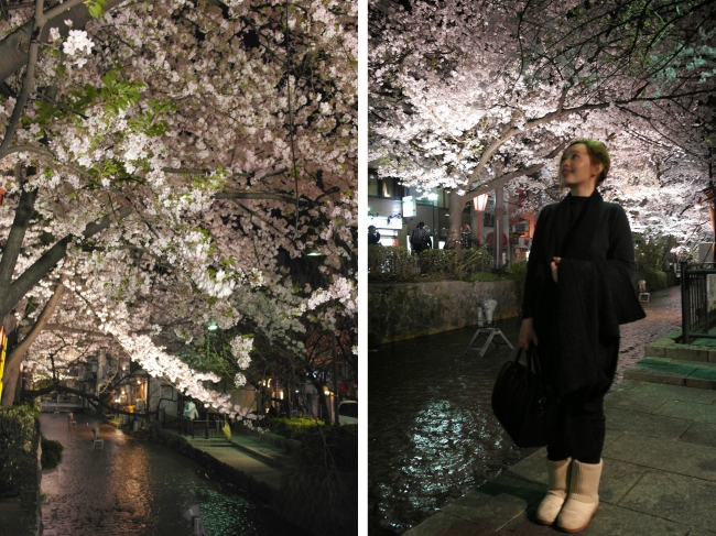 Kyoto sakura